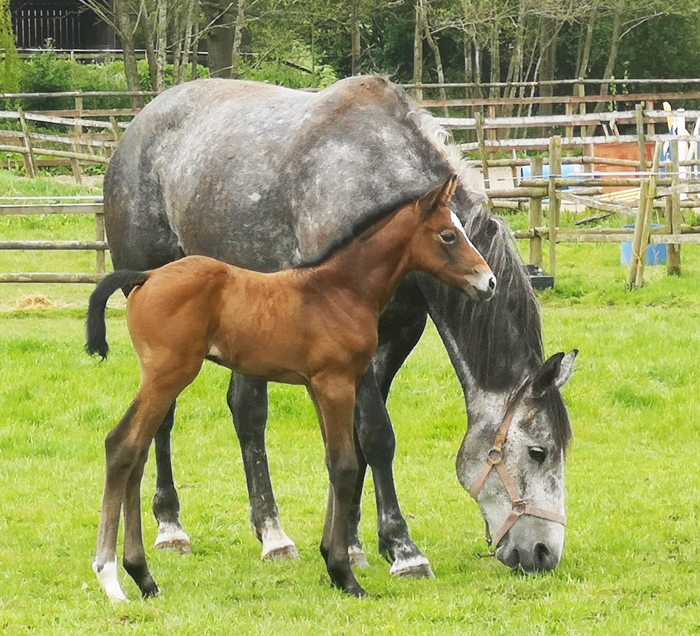 British warmblood foal for sale.jpg